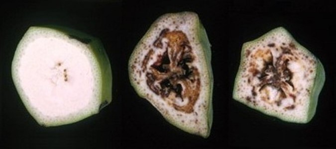 A close-up of bananas cut showing varying levels of discolouration to the flesh.