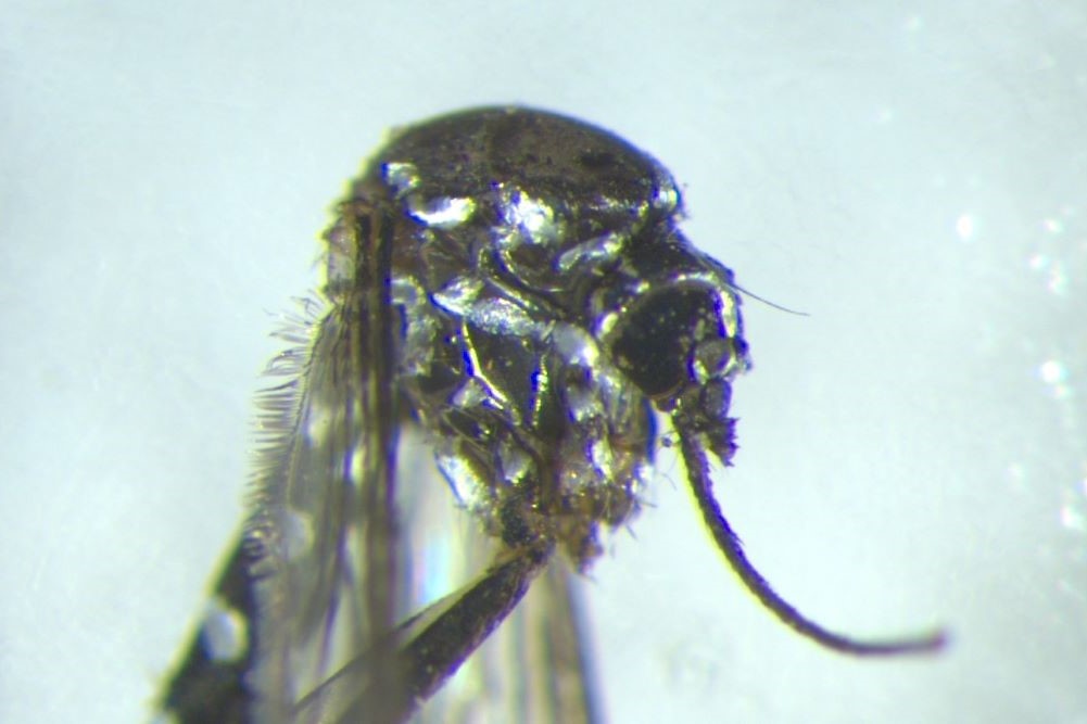 Close up of tiger mosquito