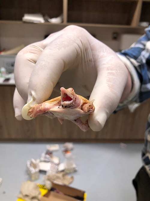 Image of a gloved hand holding up small turtle