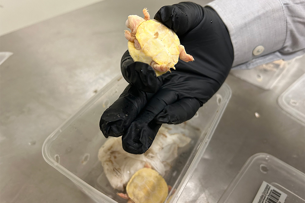 Image of a gloved hand holding up small turtle