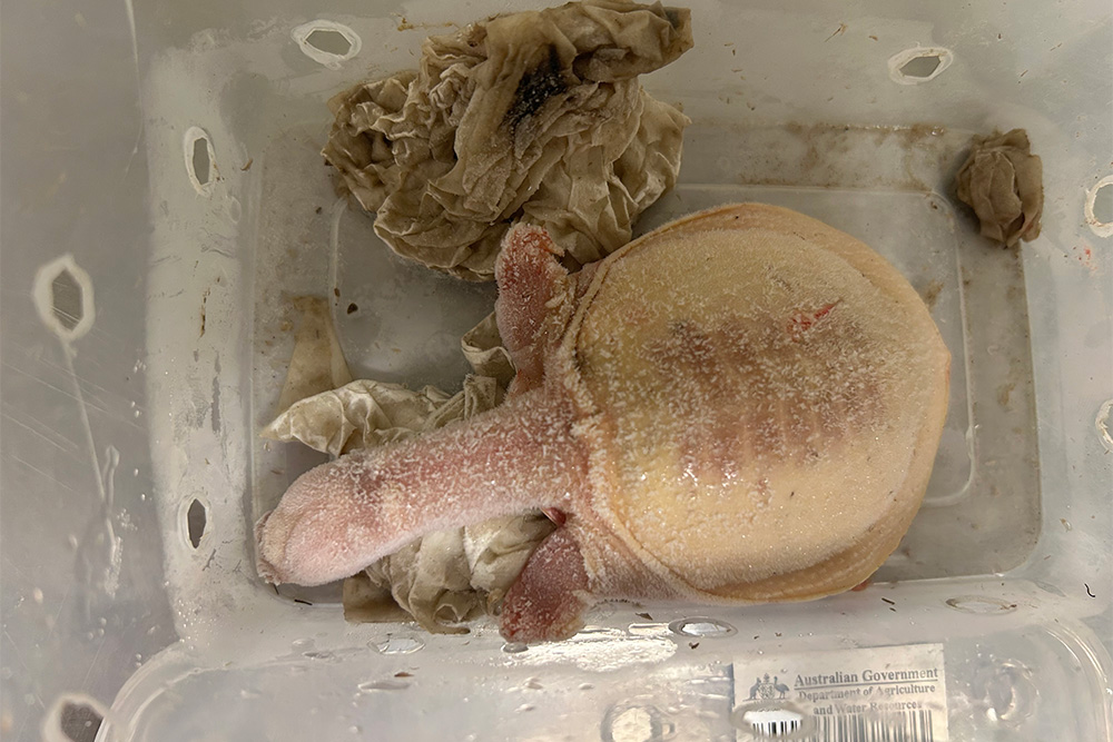 Image of a small turtle inside a plastic box