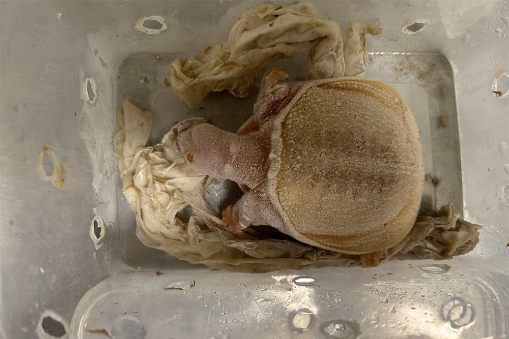Image of a small turtle inside a plastic box