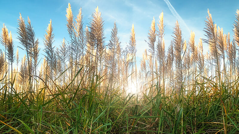 cane field
