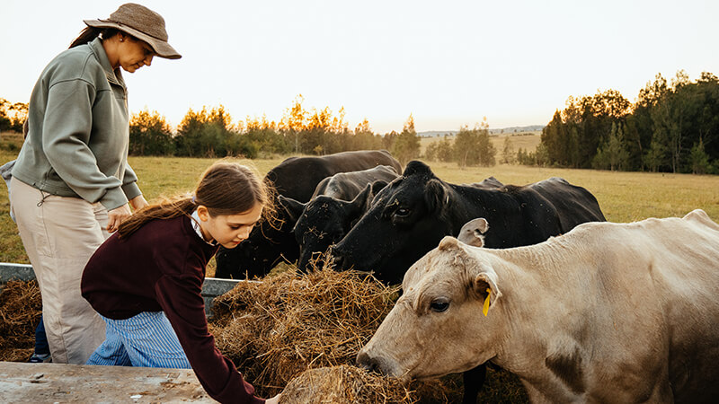Cattle being fed