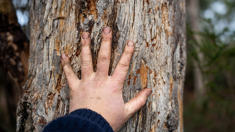 hand on tree