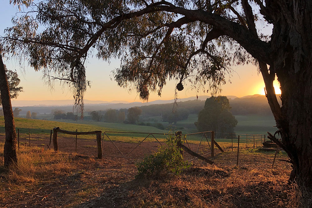Sunset over field