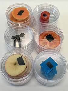 Assessing the hatching of fruit fly eggs on different types of cut fruit