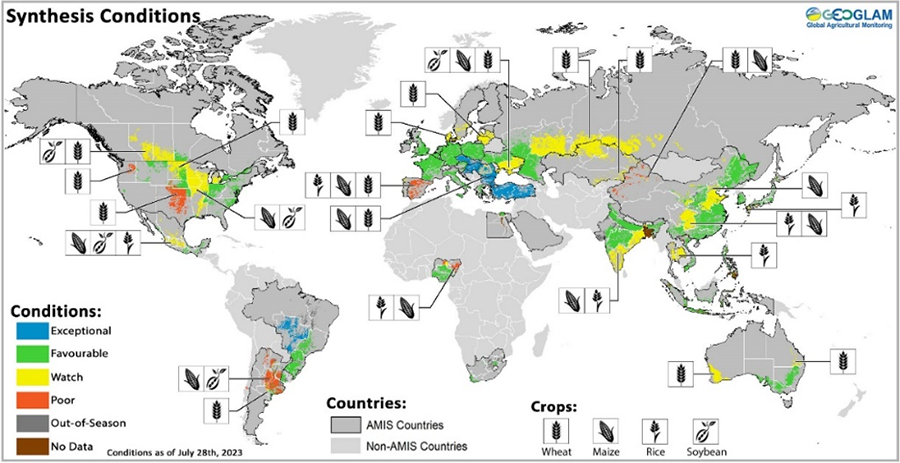 At the end of July, conditions are mixed for wheat, corn, rice, and soybeans. Winter wheat harvesting is progressing in the northern hemisphere while spring wheat is developing, and the southern hemisphere experienced improved growth condition following July rains. Corn harvesting is nearing completion in Argentina under poor conditions while droughts persist in the northern hemisphere as rains ease.