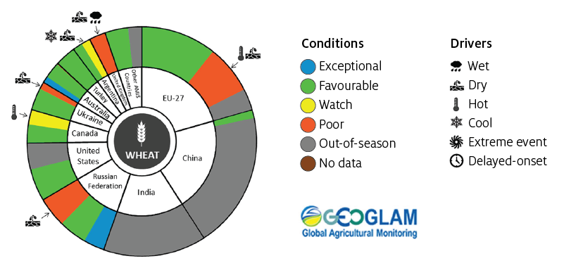 Seasonal conditions in major wheat-producing countries as rated by AMIS are mostly favourable, with the exception of parts of Argentina, the European Union, Ukraine and Russian Federation, where conditions are being watched or rated as poor due to adverse seasonal conditions. Conditions are rated as exceptional in parts of Australia and the Russian Federation.