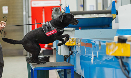 A detector dog in action
