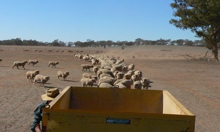 A feed truck and a flock of sheep