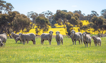 A group of sheep in a field