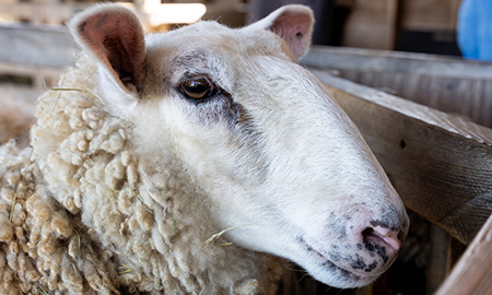 Closeup of a sheep's face