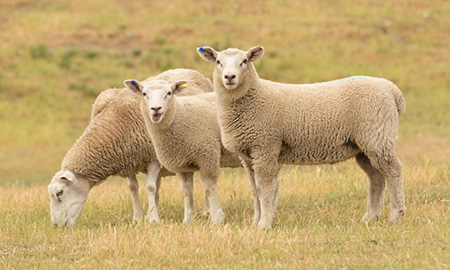 Three sheep grazing