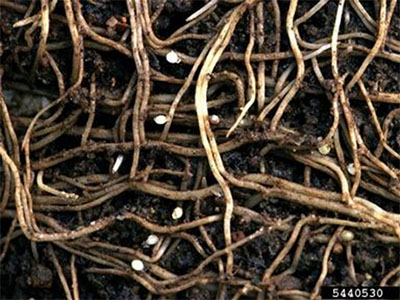 Soybean cyst nematode (H. glycines) on soybean roots including cysts.