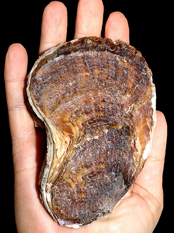 Image of an open human palm with a suminoe river oyster sitting on it - the oyster has a brown shell and is large in size, taking up most of the hand's length.
