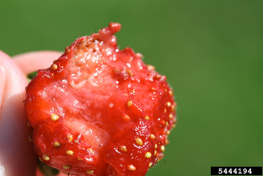 Image of a cross section of a strawberry with an insect larvae