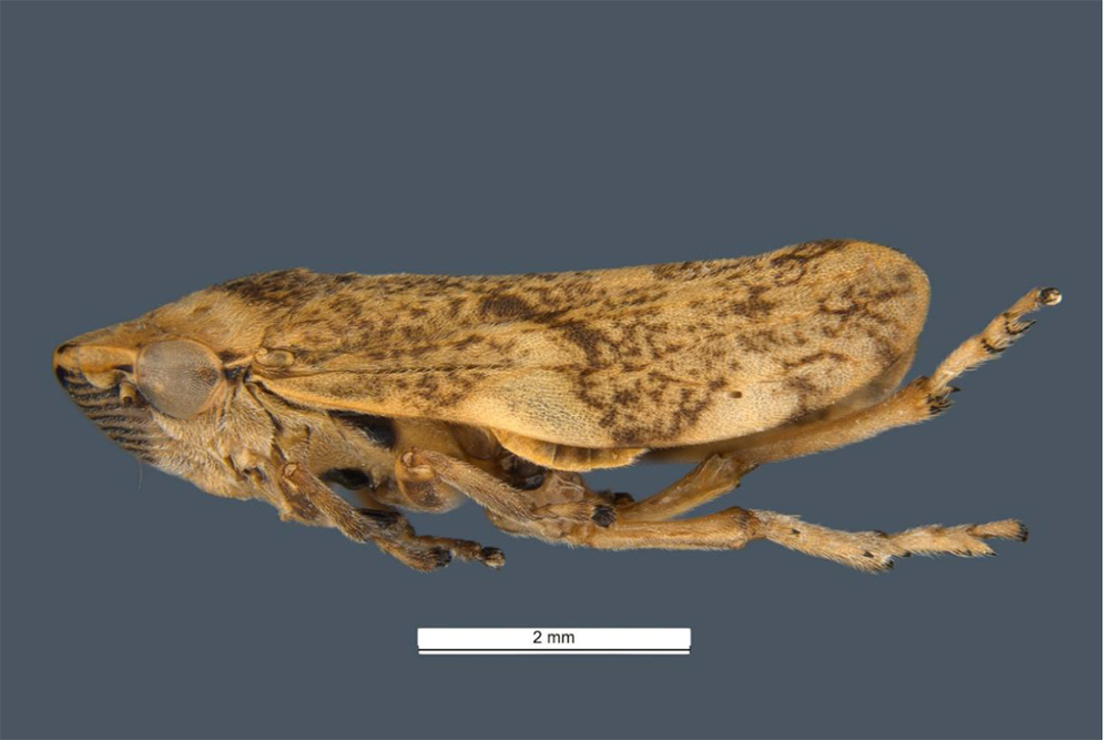 Image of a brown spotted insect