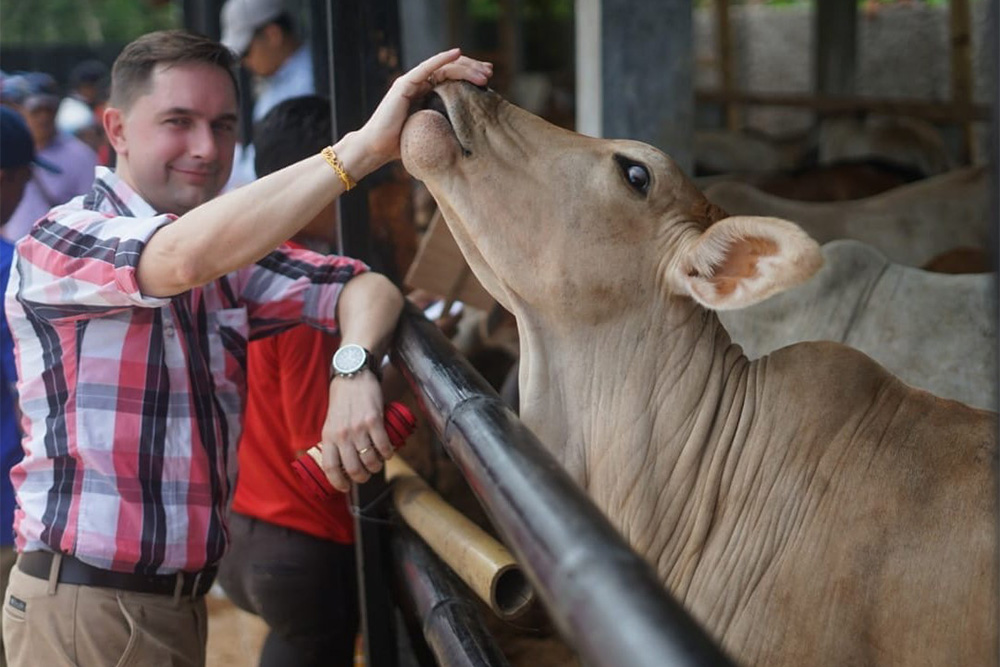 Image of a person patting a cow's nose