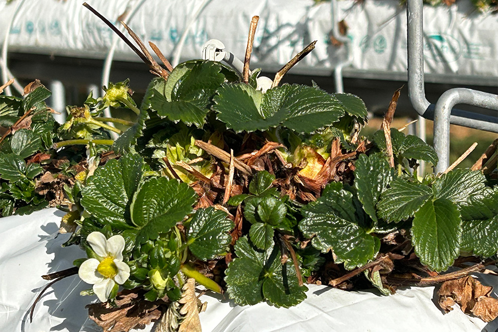 Image of a strawberry plant
