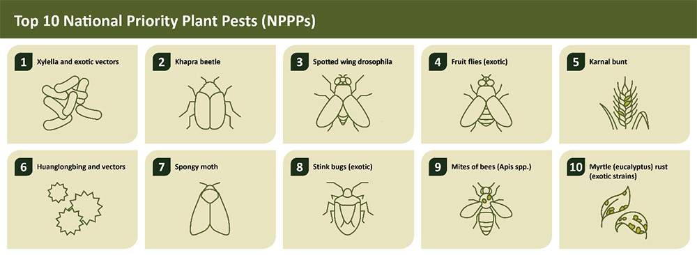 Infographic showing the Top 10 National Priority Pests: 1. Xylella and exotic vectors 2. Khapra beetle 3. Spotted wing drosophilia 4. Fruit flies (exotic) 5. Karnal bunt 6. Huanglongbing and vectors 7. Spongy moth 8. Stink bugs (exotic) 9. Mites of bees (Apis ssp.) 10. Myrtle (eucalyptus) rust (exotic strains)