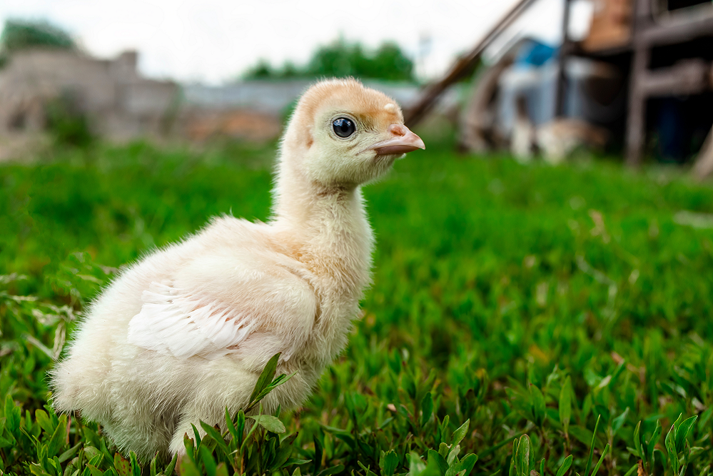 2900 quarantine turkey poults nearly ready to fly the coop DAFF