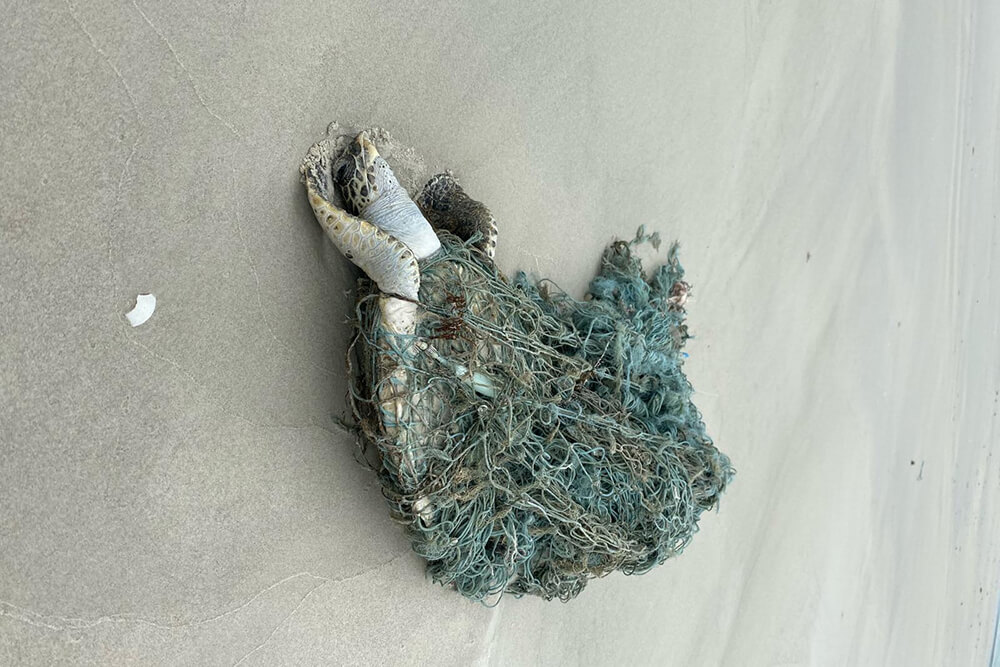 turtle caught in net