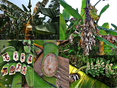 Banana leaf yellowing and wilting, and fruit pulp and bunch stalk/rachis discoloration