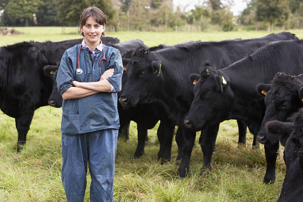 vet in field with cows