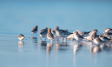 Lots of small birds standing in shallow water