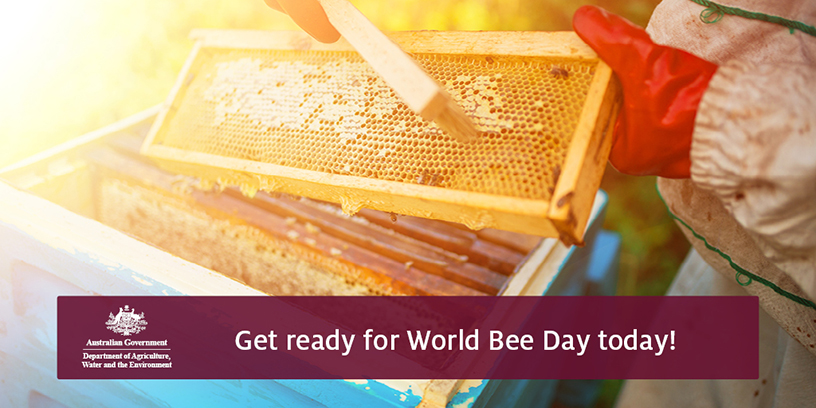 World Bee Day banner image "Get ready for World Bee Day today!"