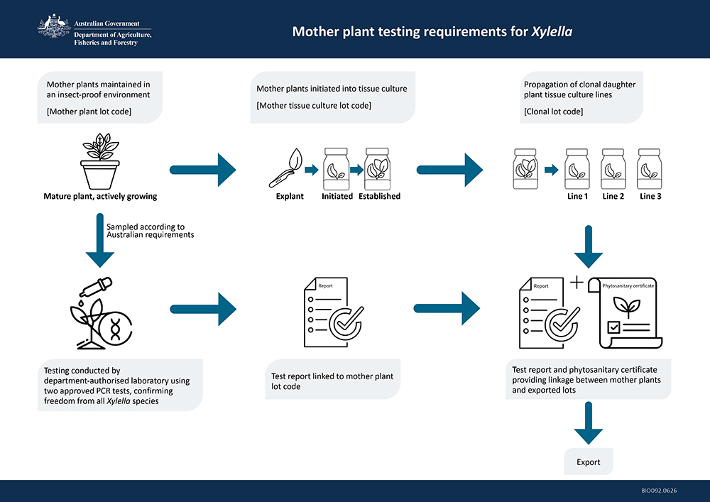 Flow diagram showing a traceability process for mother plant material to clonal plant exports. Mother plants are maintained in an insect-proof environment and assigned a mother plant lot code. Explants are taken from mature plants and initiated into tissue culture, generating a mother tissue culture with a unique lot code. Established tissue cultures are then propagated into multiple clonal daughter plant tissue culture lines, each assigned a unique, clonal lot code. In parallel, samples from the mother pla