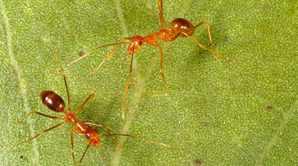 Yellow crazy ants - CSIRO