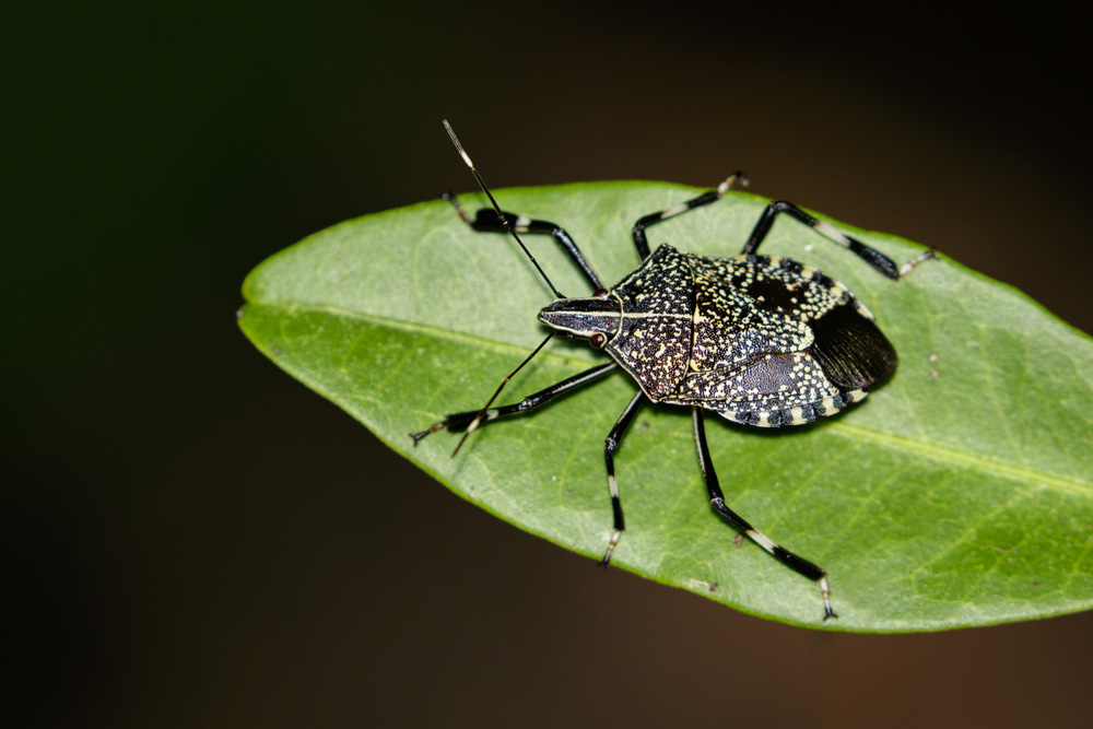 Image of a beetle on a leaf