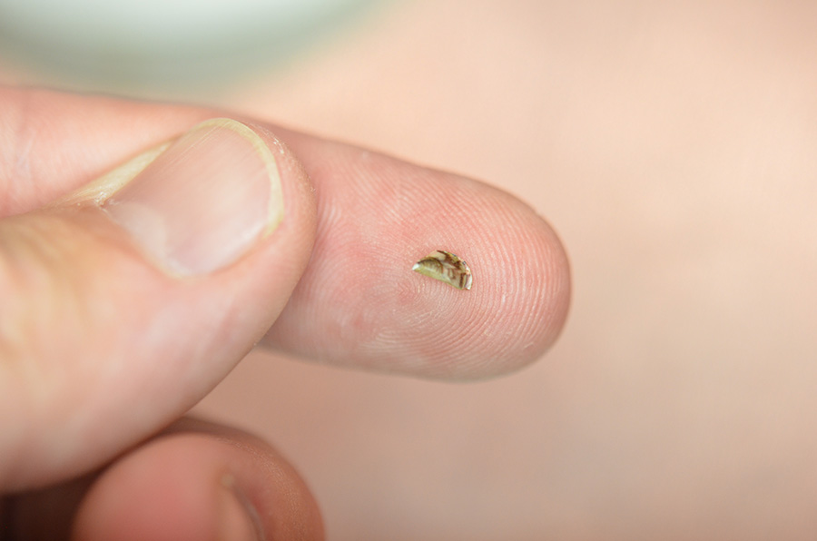 Image of a small mussel shell on an index finger