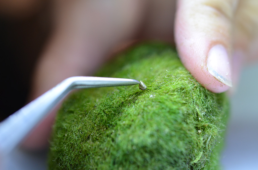 Image of a moss ball with a pair of tweezers holding a small mussel