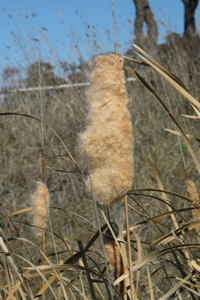 Aphoto of bullrush with a mass of seeds