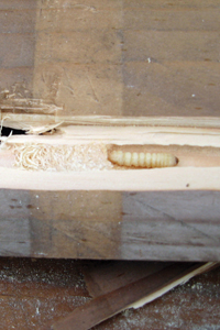 A photo of a longicorn larvae