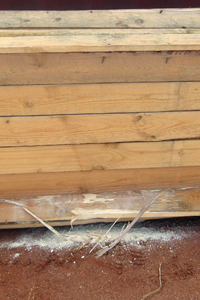 A wood panel containing a longicorn beetle.