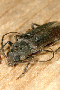A photo of an adult longicorn beetle
