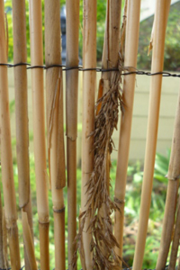 A photo of seeds hanging on a bamboo fence.