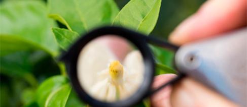 Image of a hand holding a magnifying glass over a plant