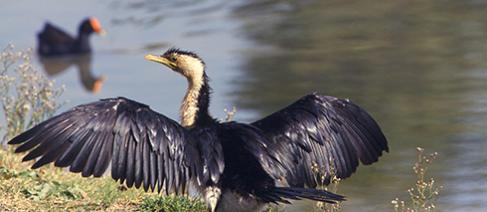 Little Pied Cormorant on a river bed with it's wings spread