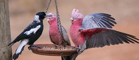 Magpie and 2 galahs in a bird bath