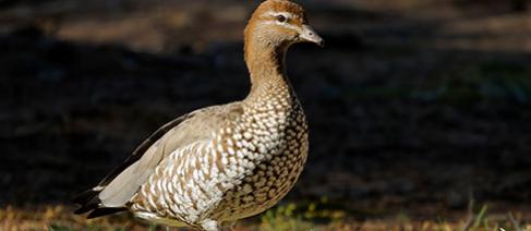 Australian wood duck