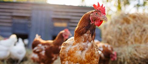 Chickens in a backyard coop
