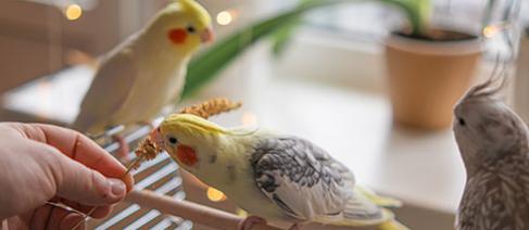 A pet owner feeding their birds