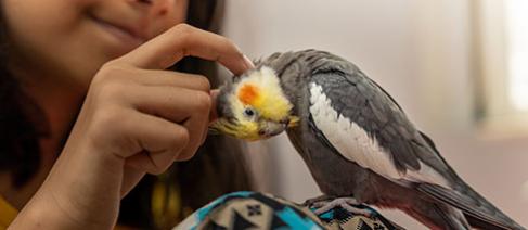 Girl petting her pet cockatiel bird perched on her leg