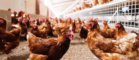 A large number of poultry farm chickens