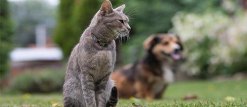 A cat and dog sitting on the grass